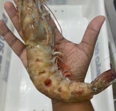 Camarão rosa pistola gg