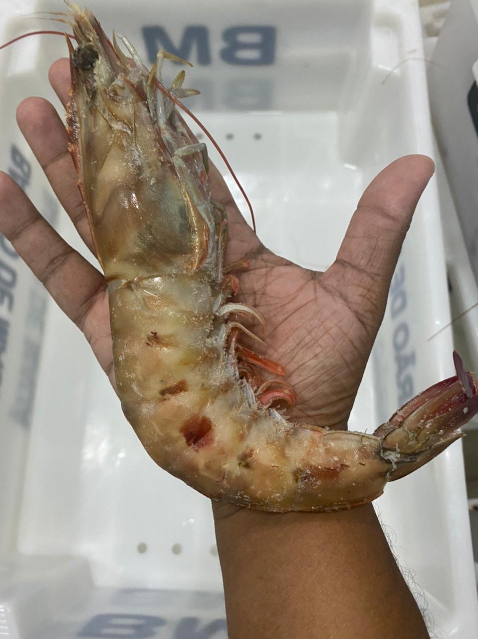 Camarão rosa pistola gg